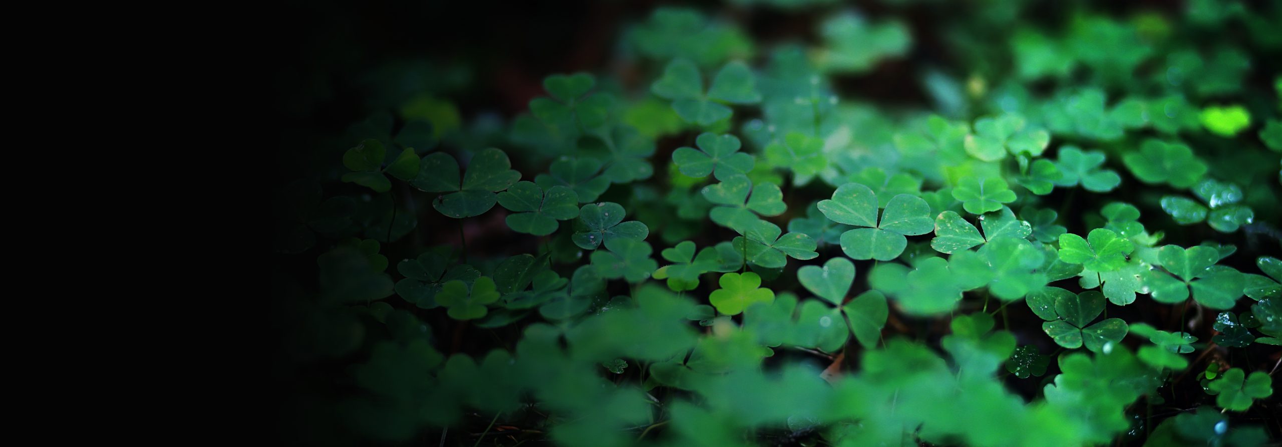 image from Aperçu du programme